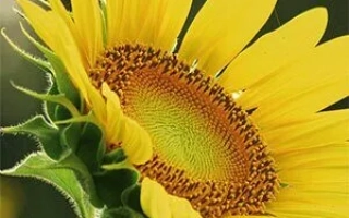 Квітка соняшника без тексту - ПАРАІЗО 1000 КЛ ПЛЮС