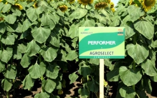 Знак с надписью PERFORMER на поле подсолнечника - Перформер