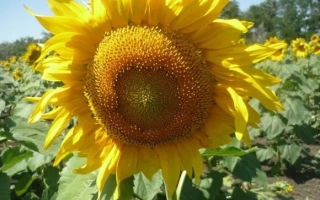 Солнечник на поле, тип Подсолнечник - ПОВОЛЖСКИЙ 60