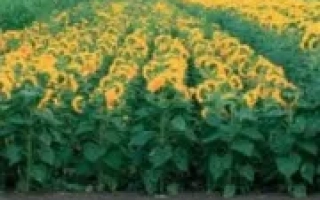 Поле подсолнечника сорта ПР62А91