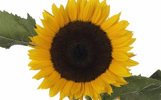Sunflower on white background - Premier