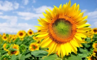 Поле соняшника з великою квіткою на передньому плані - Р 4 НО 4 МЖ