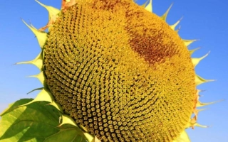 Зрілий соняшник на тлі блакитного неба - Р 469 ІМОЖ