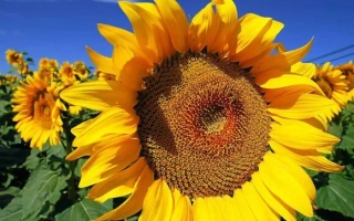 Соняшник на полі під синім небом - Радар