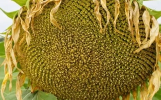 РЖТ Франкллин