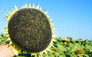 РЖТ Иновелл