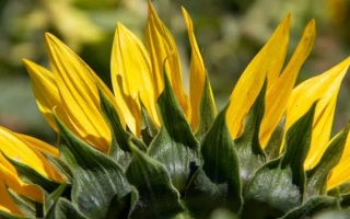 РЖТ Валленсия КЛП