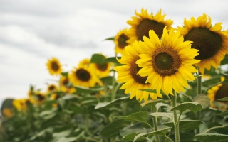 Поле подсолнечника РХА РУ 3