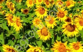 РХА СЕС ИМИ