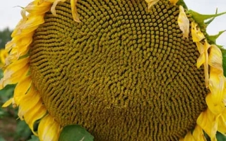 РЖТ Воллкано КЛП