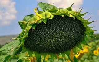 Солнцелист на поле, сорт С 483