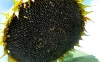 Солнечник САНМАРИН 456