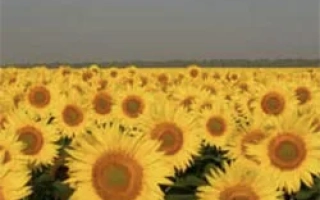 Поле подсолнечника - САРАТОВСКИЙ 20