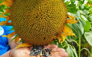 СГ 3 | SG 3 — подсолнечник