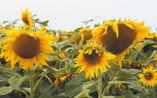 Поле соняшника з великими квітами на фоні неба - СХ 1012 А