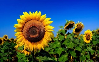 СІ Страто КЛП