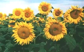 Поле подсолнечника Сивер