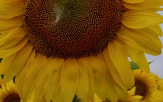 Sunflower in field - SLASTENA