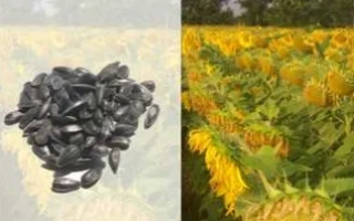 Кучка чёрных семян подсолнечника на светлом фоне - Соларни КС