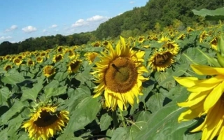 Поле подсолнечника - Шолоховский