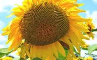 Соняшник на фоні неба - СР 01 МЖ