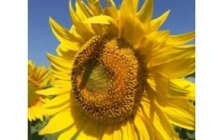 Соняцник на фоні блакитного неба, належить до категорії Підсонячник - ШТ 9093