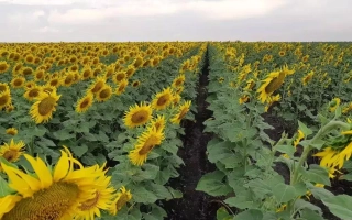 Старобильский