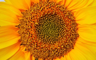 Макроснимок квітки соняшника без тексту - СУ РФ 49