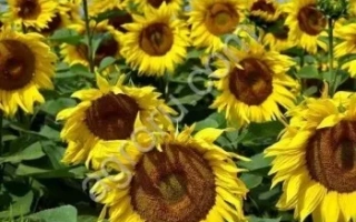 Field of sunflowers against a blue sky - SV 60046
