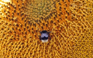 Sunflower variety Svyatogor