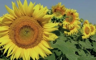 Сонячні квіти підсонячника на фоні блакитного неба - Світлана