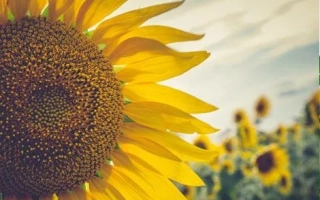 Світлана КЛП