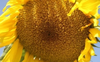 Світлана ОР