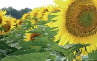 Поле соняшника на фоні неба - Світоч