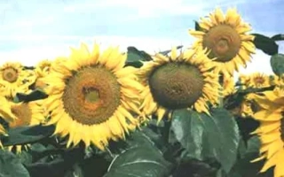 Солнечные цветы подсолнечника на фоне неба - Светоч