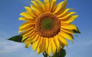 СИ Фламенко