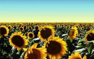 СИ Нексус КЛП