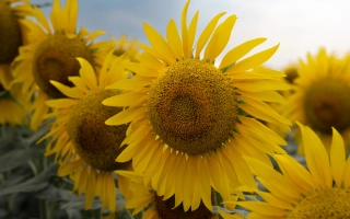 Соняшник на полі, що відповідає категорії Підсоняшник - ТАЙЗАР