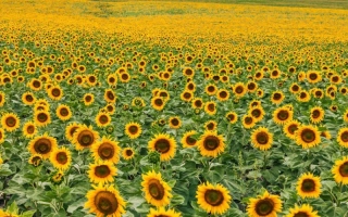 Field of sunflowers with blooming plants - TOBOL