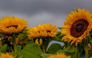 Bright sunflowers against a cloudy sky - TOLEDO