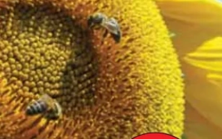 Солнечный цветок с надписью NEW - Тунка