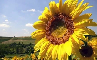 Солнечник на поле под голубым небом - Украинский F1