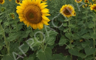 Поле соняшника з великою квіткою на передньому плані - УЛЬТРО