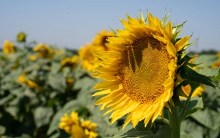 Поле подсолнечника с крупным цветком на переднем плане - УМНИК