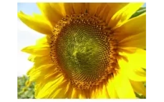 Солнечный цветок без текста - Юпитер