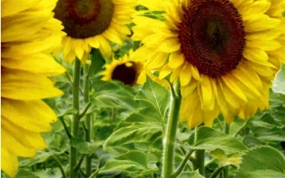 Солнечные подсолнухи на зелёном фоне, соответствующие категории Подсолнечник - ЮВ 932