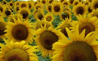 Поле подсолнечника ЮВС 5 | YVS 5