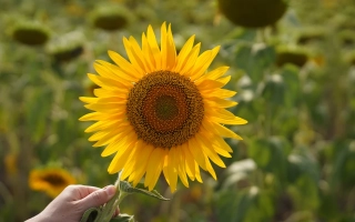 Солнечник на поле, рука держит цветок - ВА 220