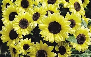 Яскраві соняшники на тлі листя - ВАЛЕНТИНА