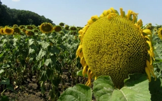 ВЕЙДЕ́ЛЕВСЬКИЙ 100